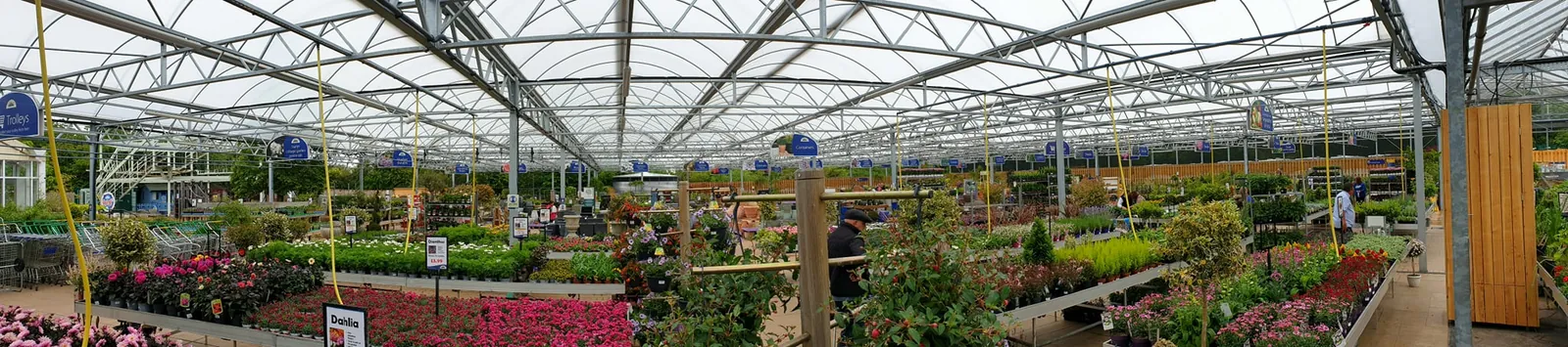 Inside Planters Garden Centre's glasshouse, with rows of flowering plants